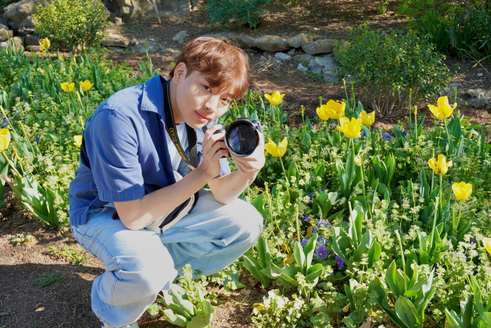 Crouching in a garden of yellow tulips, holding a camera